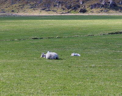 在绿色草地上的白色羊场白天
